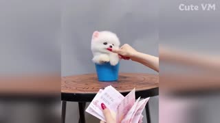 Cut Pomeranian Puppies Doing Funny Things