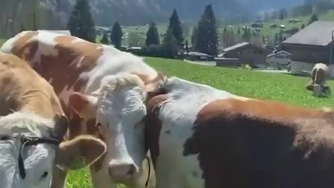 A bela vila de Lauterbrunnen, na Suíça 🇨🇭 Qual vídeo é o seu favorito 💚 Vídeos