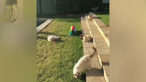 A few cats playing on the lawn