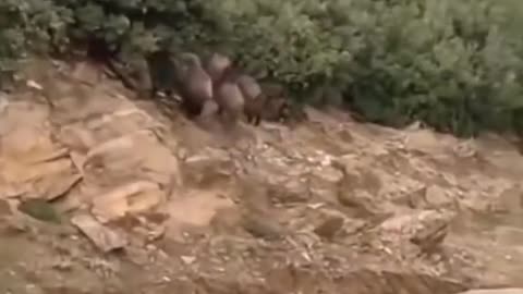 Warthogs Crossing The Road