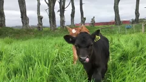 Young calf has the cutest mustache ever