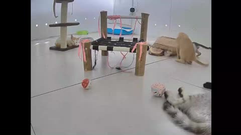 Cats communicate with each other on the playground