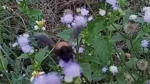 Bee how to collect honey from flowers.