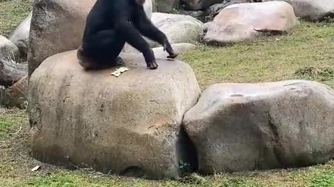 orangutan show talent