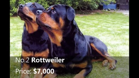 most expensive dogs in the world..