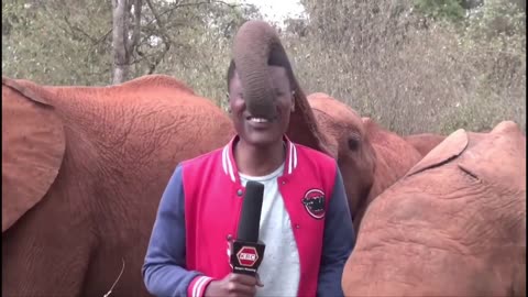 MAN vs ELEPHANT: Baby Elephant Plays with KBC Journalist