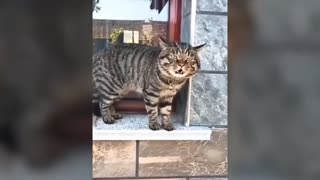 funny talking cat