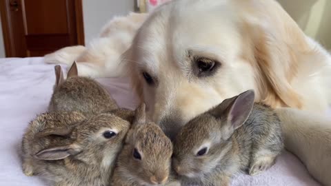 Cute Baby Bunnies think the Golden Retriever is their Mother