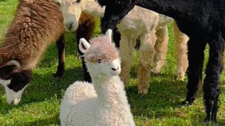 Alpacas Sense Imposter in Their Presence