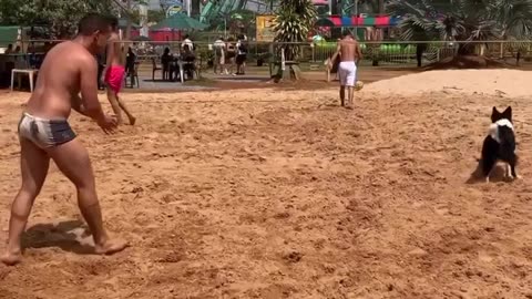 Amazing dog play volleyball