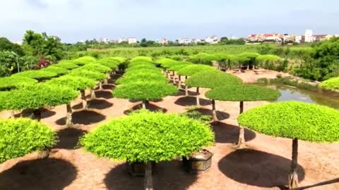 Unique ficus bonsai garden