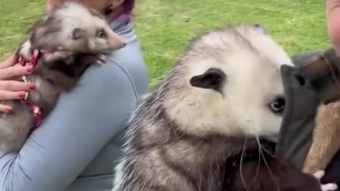 "Bashful Beauty: Shy Opossum's Adorable Moments"