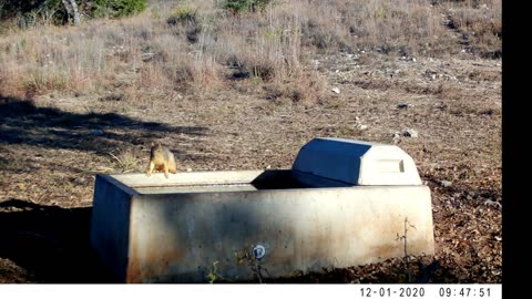 Climate Change and the Effects on our Wildlife