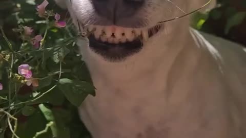 Funny dog Zack laughing 🤣