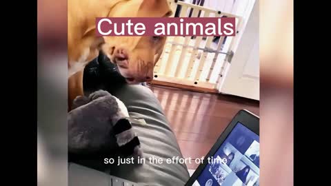 Cute animals