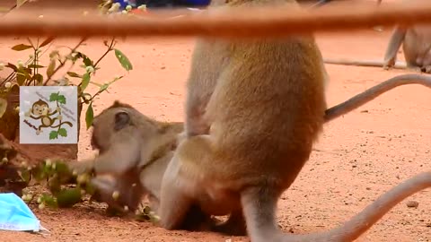 Super Mating fighting