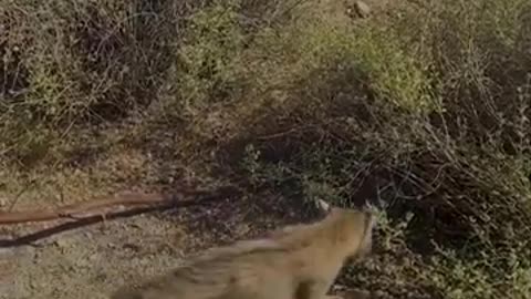 Bobcat Spars with Rattlesnake in Arizona