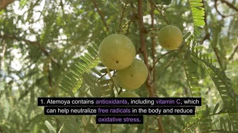 Things you may not know about this exotic fruit Atemoya
