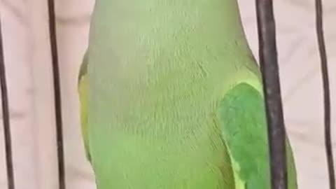 Parrot talking ❤️🦜