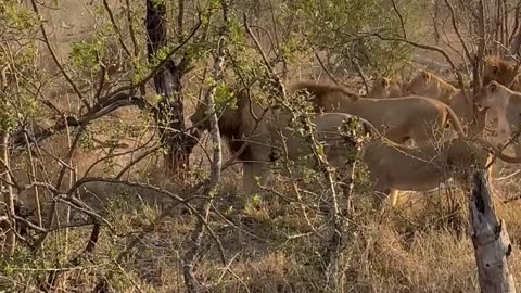 Buffalo mom sacrifices herself to save her Baby.