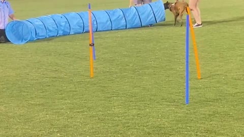 Royal the Doggo Without Training Competes in Doggy Olympics