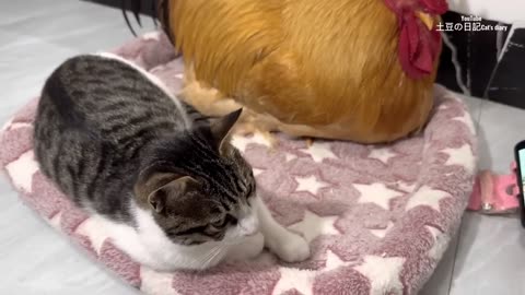 How do cats and roosters react when they watch their own film together?Cute and interesting animals