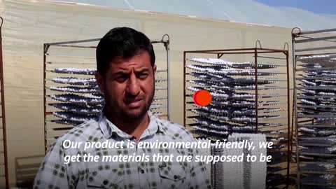 Gaza's chicken farmers rejoice in recycled egg trays