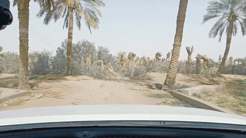 Date palm farm