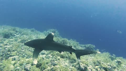 shark at Elphinstone Reef Egypt 1st perspective