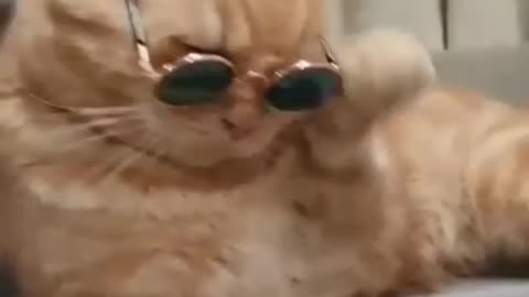 Funny Cat reaction