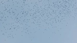 thousands of birds scattered in the sky