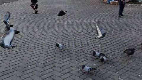 Beautiful Pigeon birds