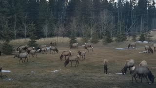 Sooooo Many Elk