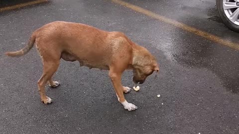 Stray Dog Has Skills