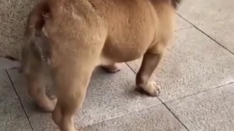 funny dog