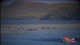 270 whales stranded on sandbar off Australia's Tasmania