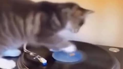Cat funny video on disk player