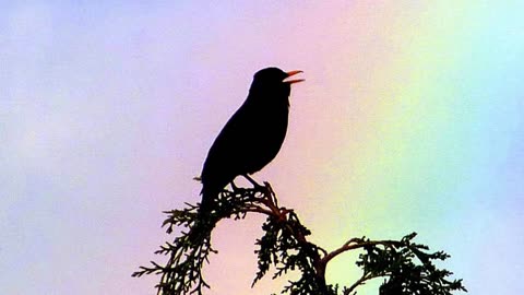 Blackbird Singing and Nature Sounds for Meditation and Relaxation - 15 mins