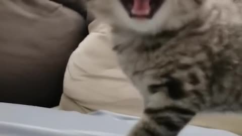 "Adorable Overload: Witness the Cutest Kitty Reacting!"