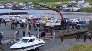 Faroe Islands - About 40 dolphins killed in sadistic blood sport