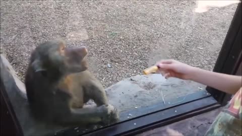 Magic has an effect on monkeys.