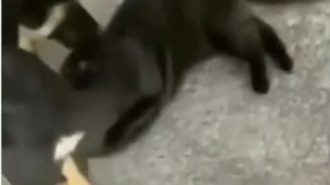 Puppy strangling pussy cat
