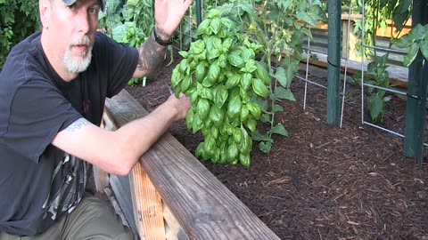 How To Prune Basil Plants