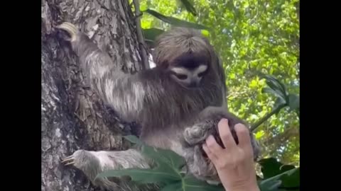 reuniting a mom and baby sloth