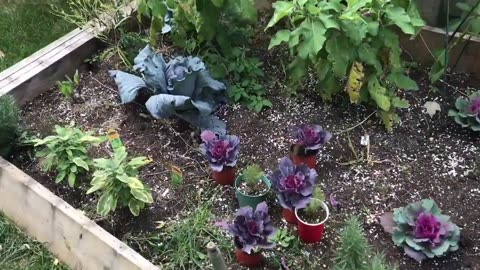 Autumn Ganja Harvest (Purple Leaves)