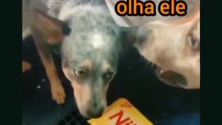 CACHORRO GULOSO VS. CACHORRO DELATOR: O ENGRAÇADO VÍDEO QUE VOCÊ PRECISA ASSISTIR