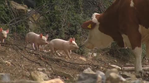 A group of piglets gather by the river, this farm has many