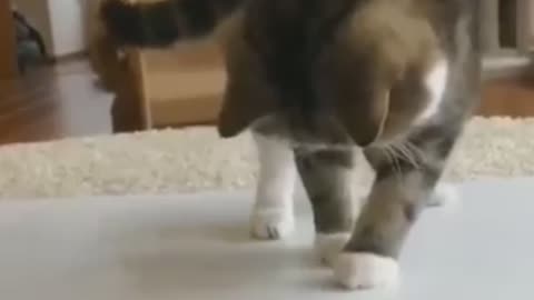 Funny 🤣 cat scene