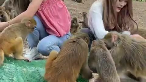 Cute Monkey China & Funny Love monkey_ Animals Love (376)