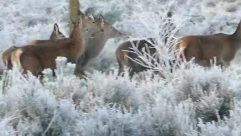 Reindeer Deer Animal Nature videos